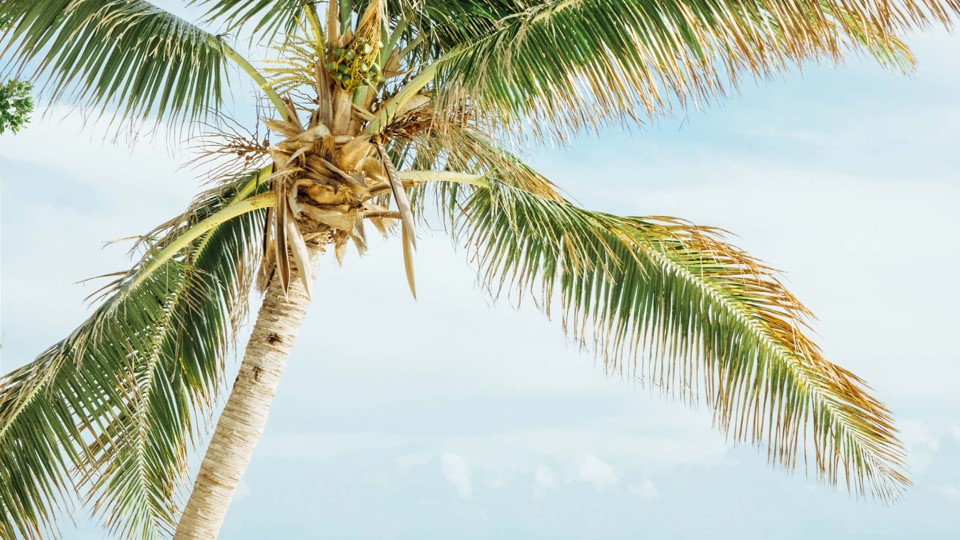 Anguilla Palm Tree